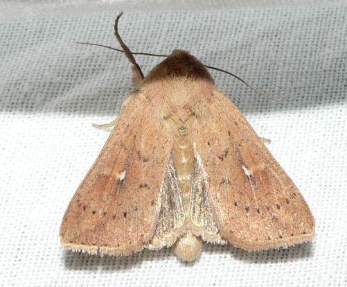 gekraagde grasuil.jpg - Gekraagde grasuil - Mythimna ferrago